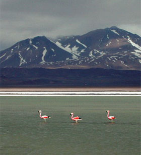 Flamingos at Santa Rosa