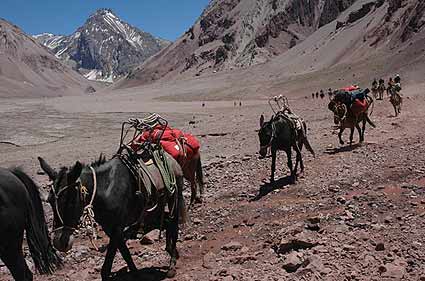 Lots of traffic on the trail to Plaza de Mulas