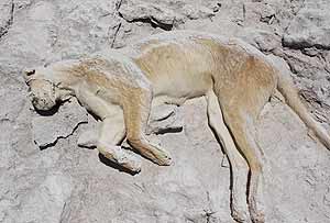 Last year’s discovery of a dead puma still preserved by the salt off the lake