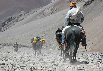 Mule train on route to Aconcagua