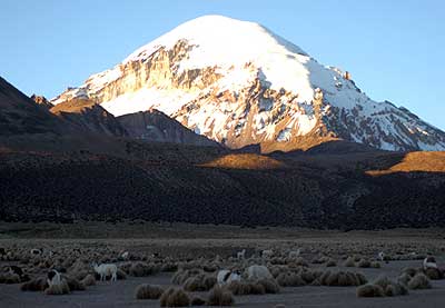 Wildlife on the way to Sajama