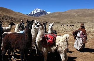 Llama ladies pack up the animals before we hike to base camp