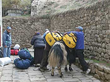 Making sure the packs are well tied to the Yaks 