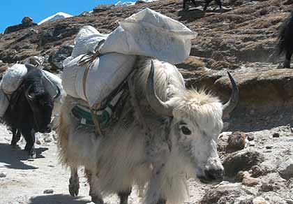 A loaded yak making his way to our next stop