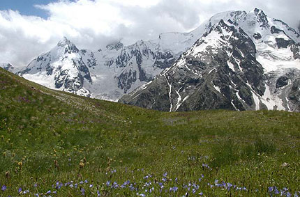 Wildflowers in the Caucasus