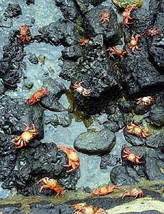 Red Sally Lightfoot crabs