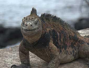 Land Iguana