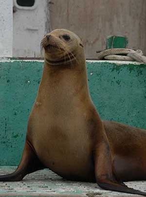 A sea lion happily posing for his picture