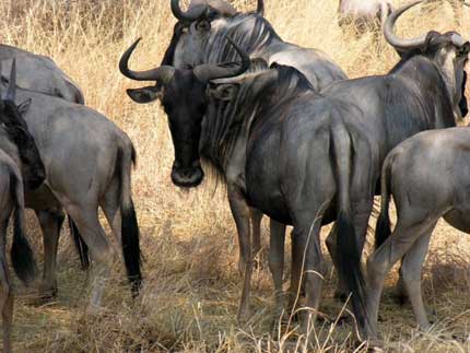 Wildebeests