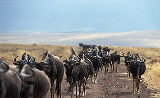 Gnus with places to go