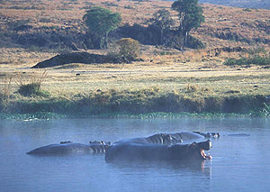 Hippos in water