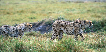 Cheetahs