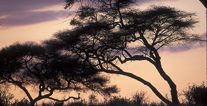 A Lion rests in a tree while waiting for the morning light.