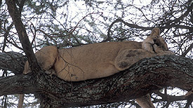 Lioness in tree