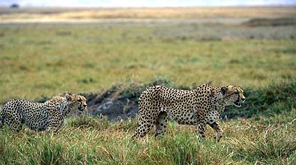 Cheetahs