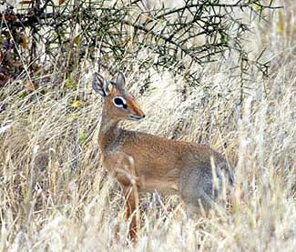 We saw the largest antelope, the Eland and the smallest antelope, the Dik Dik on safari this time