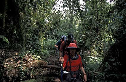 Trekking through the Forest