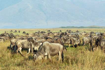 Wildebeests and Zebras migrate across the Serengeti