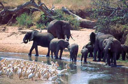 Elephant family in Tarangeri National Park