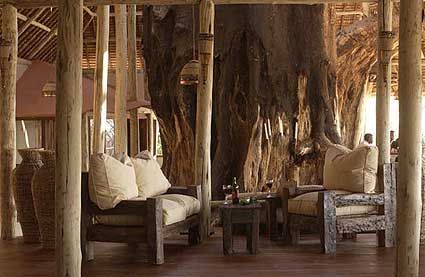 A Bedroom in Taragire Treetop Lodge built around a Baobab tree
