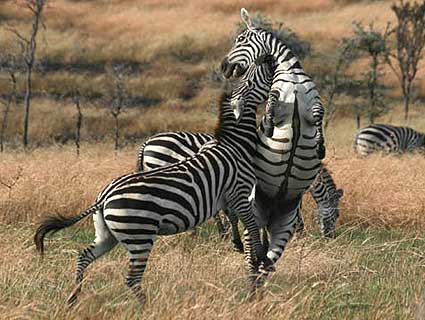 Zebras in Tarangire National Park