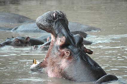 A Hippo opens wide for the camera