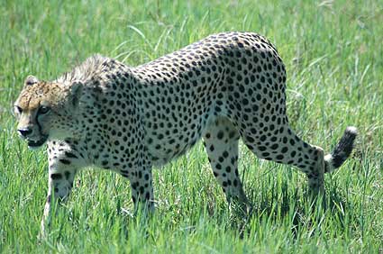 A Leopard walks close by
