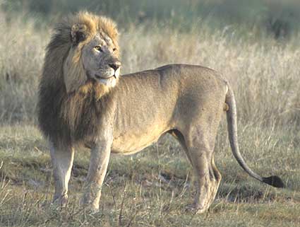 Lion - We saw lot of lions walking around in Serengeti