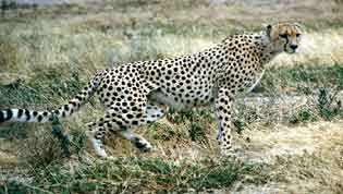 Cheetah on the hunt