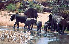 Elephant family