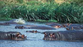 Hippos staying cool