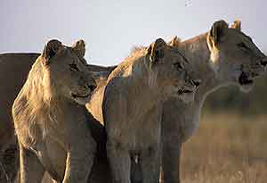Mother lion and cubs