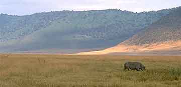 Black rhino at Ngorongoro