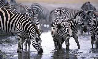 Zebras at Lake Manyara