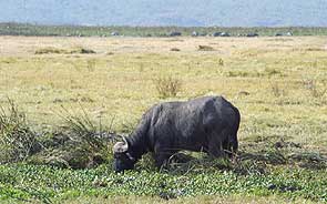 Lone Buffalo