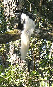 Le singe Colobus