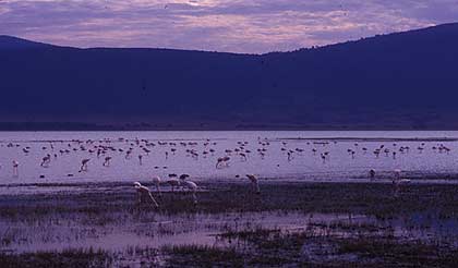 Le cratère du Ngorongoro