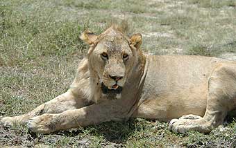 Viewing Lions on our Safari