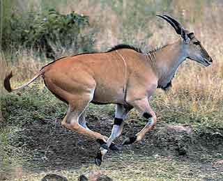 The elusive Eland