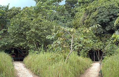 Gombe Tented Camps tucked away in the trees