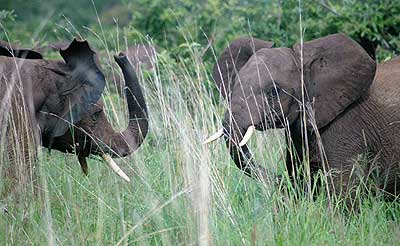 Elephants in Tarangire National Park