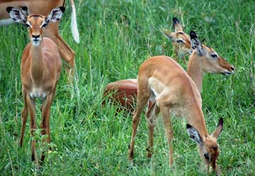 Impala