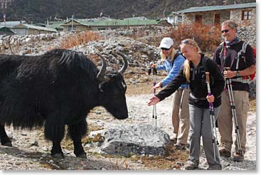All along the trail we meet friendly Yaks.