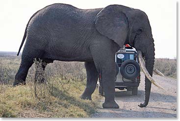 Capturing the wildlife in the Serengeti