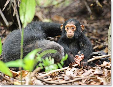 Chimps in their natural habitat
