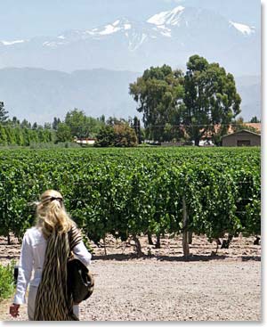 Beautiful views and many vineyards await in Mendoza!