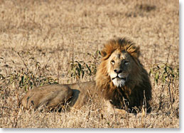 Walking across the plains is no easy feat, especially in lion territory