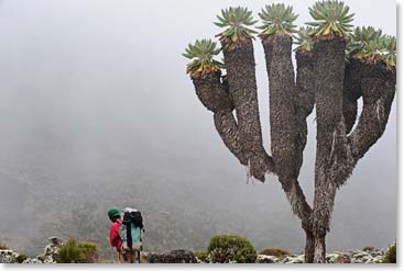 Hiking through the forest of the Umbwe Circuit Route is unforgettable