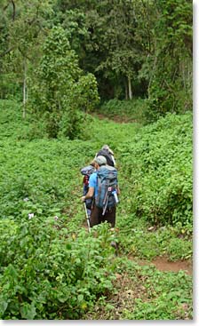 Starting the climb through lush green forests 