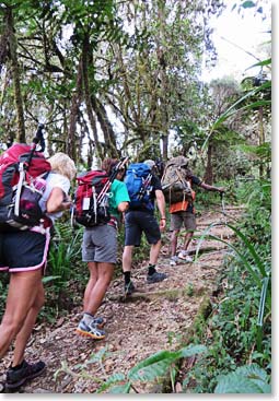 Starting the climb through lush green forests